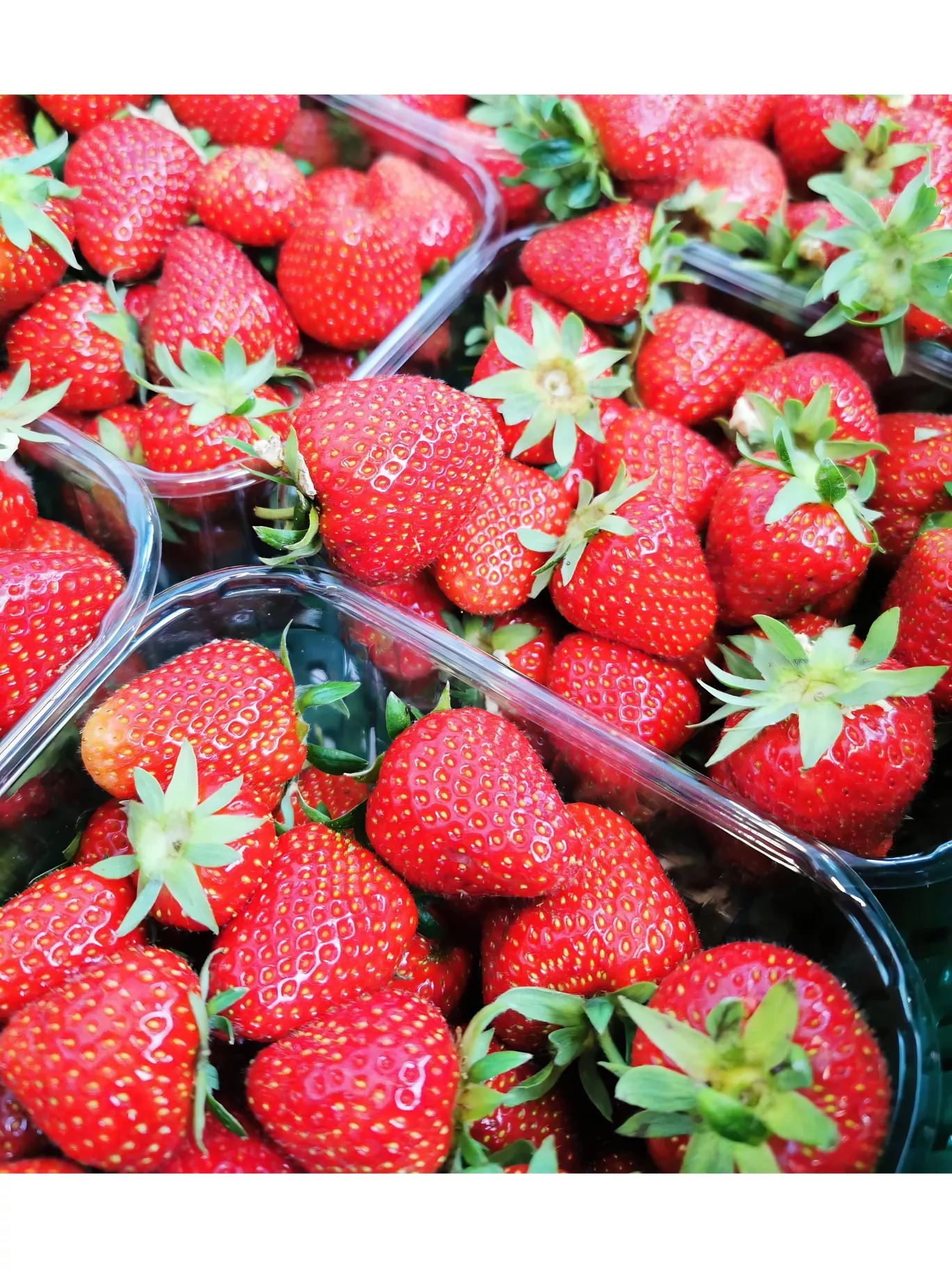 Fraises bio récoltées chez notre partenaire Toubio à Fleurus