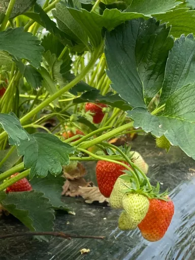 Récolte de fraises bio dans les parcelles de Toubio à Fleurus