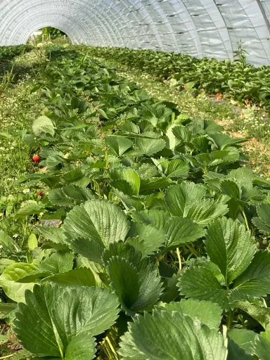 Fraises bio récoltées chez notre partenaire Toubio à Fleurus